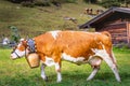 Ornate Cow parade called Almabtrieb in Zillertal, Austrian alps Royalty Free Stock Photo