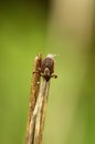 Ornate cow tick waiting for host on a stem - Dermacentor reticulatus Royalty Free Stock Photo