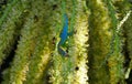 Ornate day Gecko from Mauritius licking in drupe of palm tree