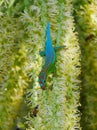 Ornate day Gecko from Mauritius licking in drupe of palm tree