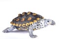 Ornate diamondback terrapin, Malaclemys terrapin macrospilota Royalty Free Stock Photo