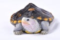 Ornate diamondback terrapin, Malaclemys terrapin macrospilota Royalty Free Stock Photo