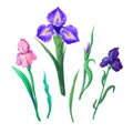 Ornate flowers for spring or summer design, greeting card with Irises elements for your design Royalty Free Stock Photo