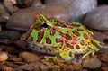 Ornate frog in pool Royalty Free Stock Photo