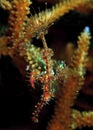 Ornate Ghost pipefish