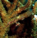 Ornate ghost pipefish Royalty Free Stock Photo