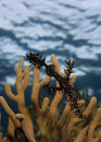 Ornate ghost pipefish