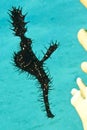 Ornate Ghost Pipefish