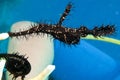 Ornate Ghost Pipefish