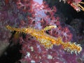 Ornate Ghost Pipefish Royalty Free Stock Photo