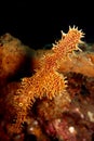 Ornate Ghost pipefish