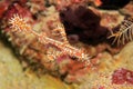 Ornate Ghost Pipefish