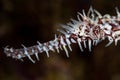 Ornate Ghost Pipefish Detail