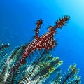 Ornate Ghost Pipefish Royalty Free Stock Photo