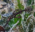 Ornate ghost pipefish hiding Royalty Free Stock Photo