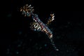 Ornate Ghost Pipefish Solenostomus paradoxus Royalty Free Stock Photo