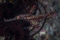 Ornate Ghost Pipefish