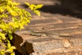 Ornate girdled lizard (Zonosaurus ornatus), Ambalavao, Madagascar wildlife animal