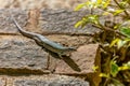 Ornate girdled lizard (Zonosaurus ornatus), Ambalavao, Madagascar wildlife animal