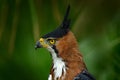 Ornate Hawk-eagle, Spizaetus ornatus, beautiful bird of prey from Belize. Raptor in the nature habitat. Bird of prey sitting on th