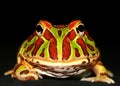 Ornate horned frog Royalty Free Stock Photo