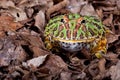 Ornate horned frog Royalty Free Stock Photo