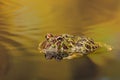 Ornate Horned Frog in golden waters Royalty Free Stock Photo