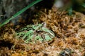 A Pac Man Frog sits in moss