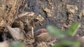 Ornate Narrow-mouthed Frog, Beautiful Frog, Frog on the ground