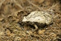 Ornate narrow mouthed frog, Microhyla ornata, Satara, Maharashtra