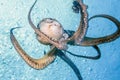 Ornate octopus, Callistoctopus ornatus