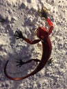 Ornate ornamental lizard on white wall