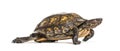 Ornate or painted wood turtle, Rhinoclemmys pulcherrima