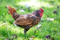 Sebright Chicken (Ornamental Breed) - Not Found in the Wild