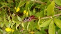 Ornate shield bugs