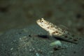 Ornate shrimpgoby