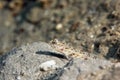 Ornate shrimpgoby