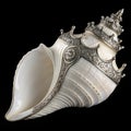 Ornate Silver Decorated Conch Shell Royalty Free Stock Photo