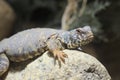 Ornate spiny tailed lizard Royalty Free Stock Photo