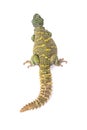 Ornate spiny-tailed lizard (Uromastyx ornata ornata)