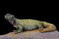 Ornate spiny-tailed lizard (Uromastyx ornata ornata) Royalty Free Stock Photo