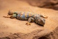 Ornate spiny tailed lizard, Uromastyx ornata, resting on a rock Royalty Free Stock Photo