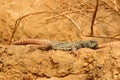 Ornate Spiny-Tailed Lizard Uromastyx ornate Royalty Free Stock Photo