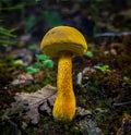 The Ornate-Stalked Bolete aka Goldstalk Mushroom.