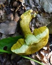 Ornate-stalked Bolete or Goldstalk Mushroom