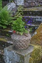 An ornate stone urn filled with wildflowers on moss-covered steps