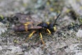 Ornate Tailed Digger Wasp  on the stone, macro view Royalty Free Stock Photo