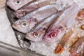 ORNATE THREADFIN BREAM cover with ice in seafood market.