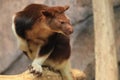 Ornate tree-kangaroo