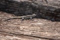 Ornate tree lizard